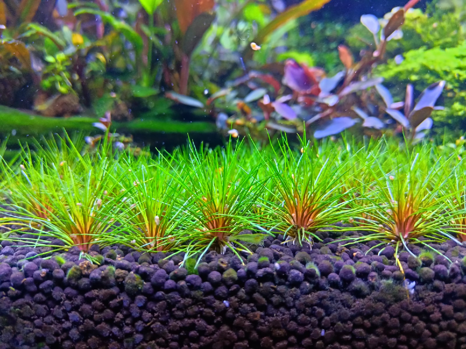 Эриокаулон вьетнам аквариумное растение