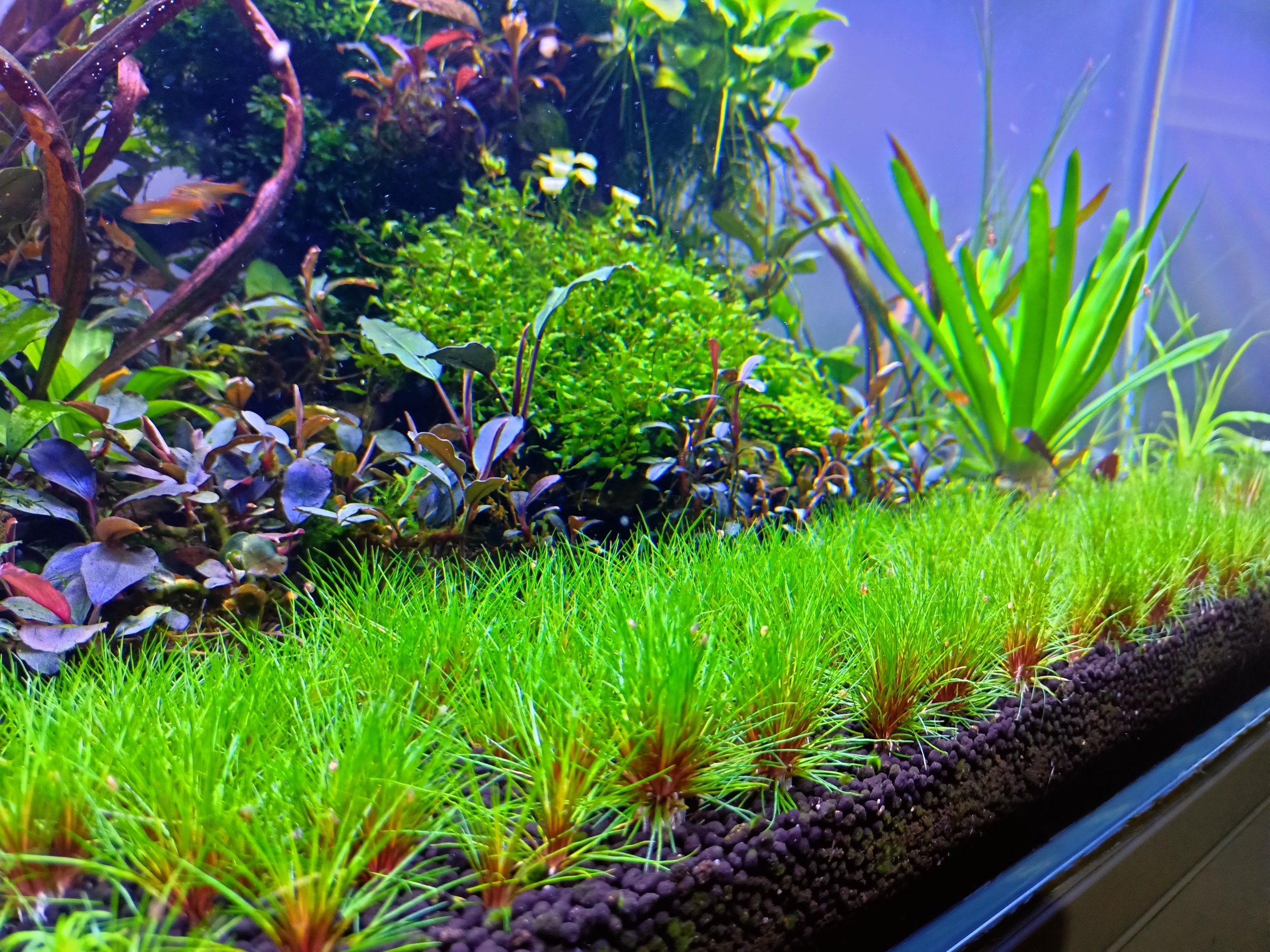 Эриокаулон вьетнам аквариумное растение